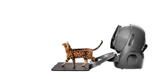 Whisker Litter-Robot 3 Rampe Grau